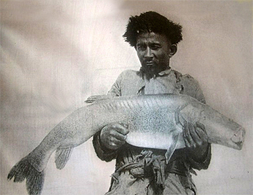 Record photograph for Schizothorax pseudoaksaiensis